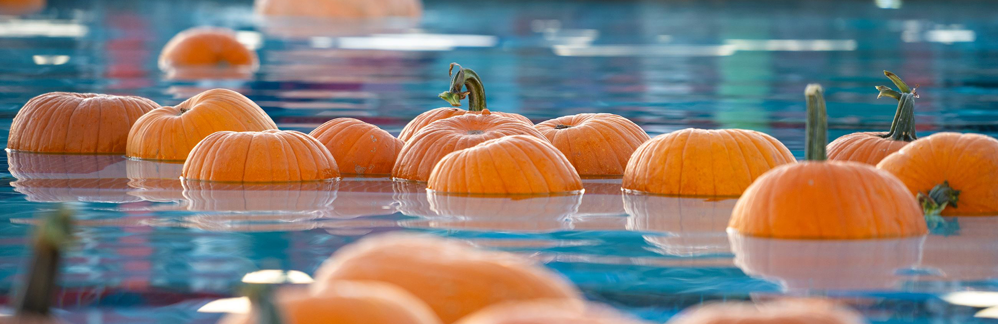 Floating Pumpkin Patch!